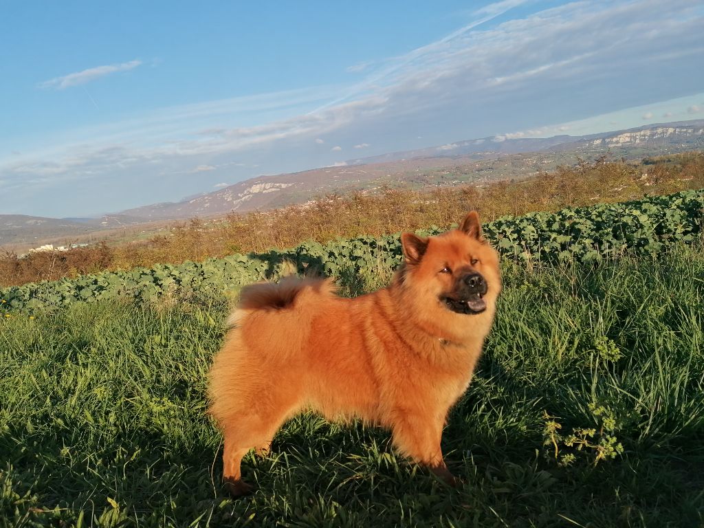 Replay de la vallée de rose aups